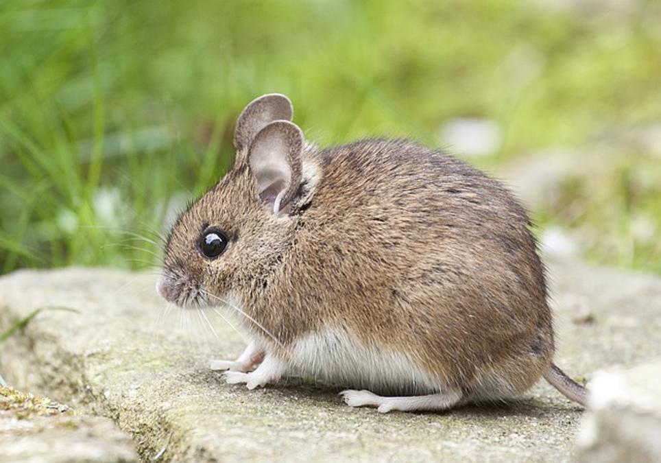 Maus mit DPI-Taste